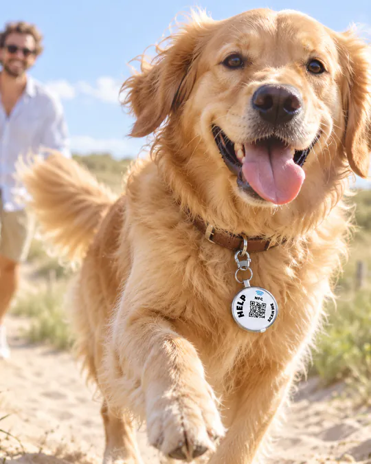 Een blije golden retriever rent over een duinpad met een ICESCAN-penning aan de halsband.